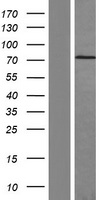 Fibronectin (FN1) Human Over-expression Lysates NM_054034