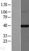 FNTB Human Over-expression Lysates NM_002028