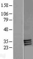 ls002350 folr2 human over expression lysates nm 000803 wb testing 1