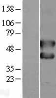 ls002353 c fos fos human over expression lysates nm 005252 wb testing 1