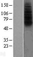 ls002358 fprl1 fpr2 human over expression lysates nm 001462 wb testing 1