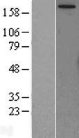 ls002475 mtor human over expression lysates nm 004958 wb testing 1