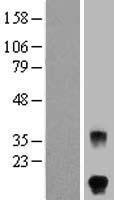 ls002488 fsh beta fshb human over expression lysates nm 000510 wb testing 1