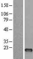 ls002488 fsh beta fshb human over expression lysates nm 001018080 wb testing 2