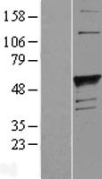 ls002523 galactoside 2 alpha l fucosyltransferase 1 fut1 human over expression lysates nm 000148 wb testing 1