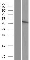 ls002527 fut5 human over expression lysates nm 002034 wb testing 1