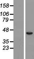 ls002528 ft1a fut6 human over expression lysates nm 001040701 wb testing 2