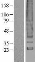 DARC (ACKR1) Human Over-expression Lysates NM_002036