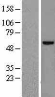 ls002534 fyn human over expression lysates nm 153048 wb testing 3