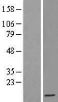 IFI6 Human Over-expression Lysates NM_002038