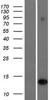 IFI6 Human Over-expression Lysates NM_022873