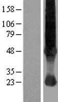 ls002542 slc37a4 human over expression lysates nm 001467 wb testing 3
