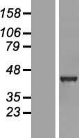 GABPB2 (GABPB1) Human Over-expression Lysates NM_016654