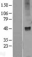 GABA A Receptor alpha 1 (GABRA1) Human Over-expression Lysates NM_001127643