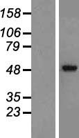 GABRA2 Human Over-expression Lysates NM_001114175