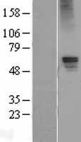 GABA A Receptor alpha 5 (GABRA5) Human Over-expression Lysates NM_001165037