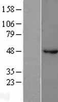 ls002560 gaba a receptor beta 1 gabrb1 human over expression lysates nm 000812 wb testing 1