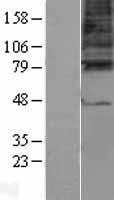 ls002567 gabrg3 human over expression lysates nm 033223 wb testing 1