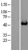 GALK2 Human Over-expression Lysates NM_002044