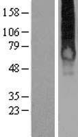 GALR1 Human Over-expression Lysates NM_001480