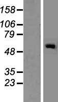 GALNT2 Human Over-expression Lysates NM_004481