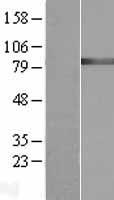 GARS1 Human Over-expression Lysates NM_002047