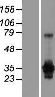 ls002620 gas2 human over expression lysates nm 005256 wb testing 1