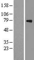 ls002621 gas 6 gas6 human over expression lysates nm 000820 wb testing 1