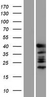 GATA1 Human Over-expression Lysates NM_002049