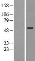 ls002624 gata2 human over expression lysates nm 032638 wb testing 2
