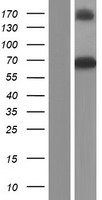 GBP3 Human Over-expression Lysates NM_018284