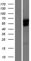 GBX2 Human Over-expression Lysates NM_001485