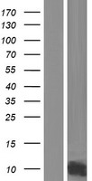 GCHFR Human Over-expression Lysates NM_005258