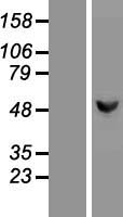 Glucokinase (GCK) Human Over-expression Lysates NM_033507