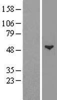 ls002650 gcnt1 human over expression lysates nm 001097636 wb testing 5