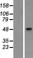 GCNT2 Human Over-expression Lysates NM_145655