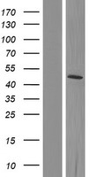 GDI2 Human Over-expression Lysates NM_001115156