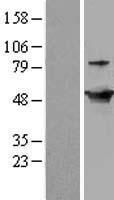 GDI2 Human Over-expression Lysates NM_001494