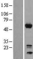ls002669 gem human over expression lysates nm 005261 wb testing 1