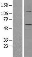 GFAP Human Over-expression Lysates NM_001131019