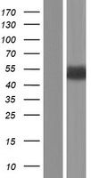 GFAP Human Over-expression Lysates NM_002055