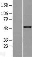 GFI1 Human Over-expression Lysates NM_001127215