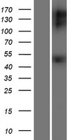 GDNF Receptor alpha 1 (GFRA1) Human Over-expression Lysates NM_145793