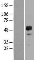 GDNF Receptor alpha 2 (GFRA2) Human Over-expression Lysates NM_001495