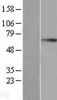 GGT1 Human Over-expression Lysates NM_001032364
