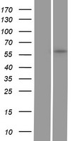 GGT5 Human Over-expression Lysates NM_001099782