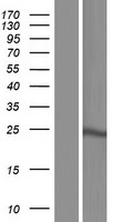 GH2 Human Over-expression Lysates NM_022556