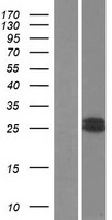 GH2 Human Over-expression Lysates NM_022557