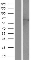 ls002719 glypican 3 gpc3 human over expression lysates nm 001164618 wb testing 3