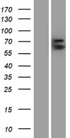 ls002719 glypican 3 gpc3 human over expression lysates nm 004484 wb testing 2